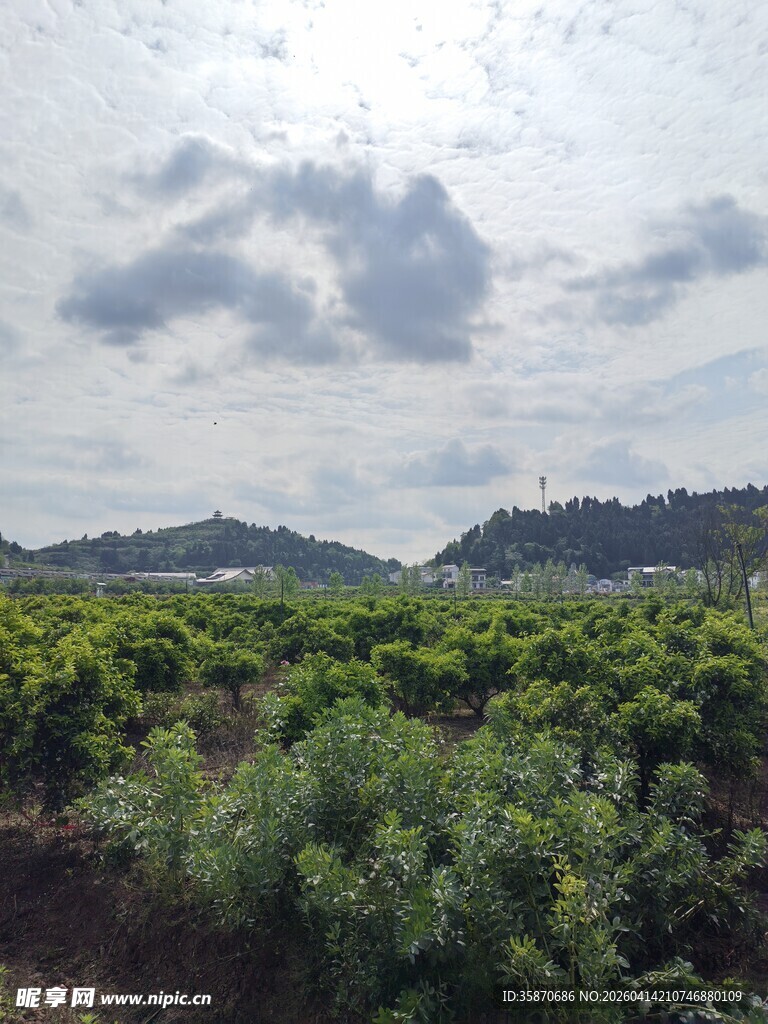 田园绿野风光
