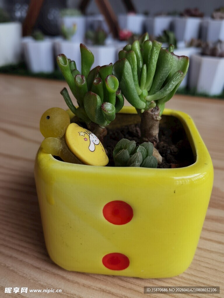 黄色波点盆中的可爱多肉