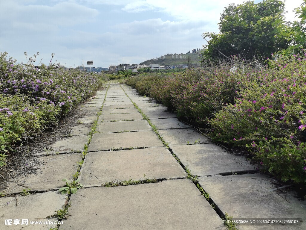 石板小径穿繁花绿植间
