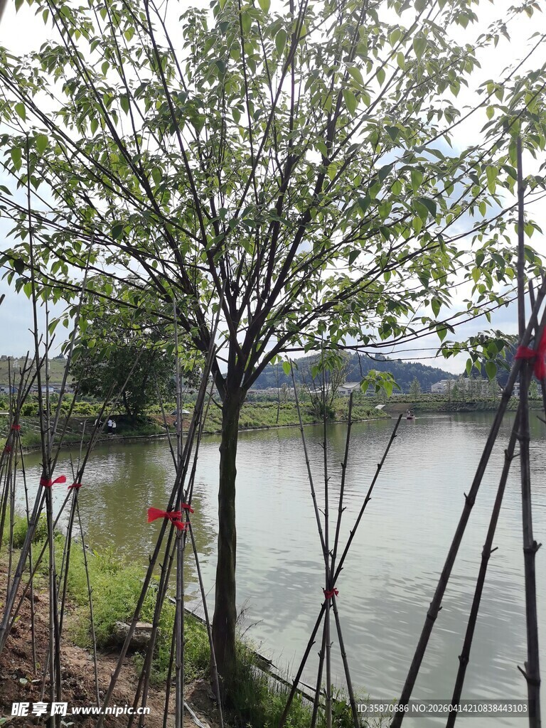 湖边树木移植场景