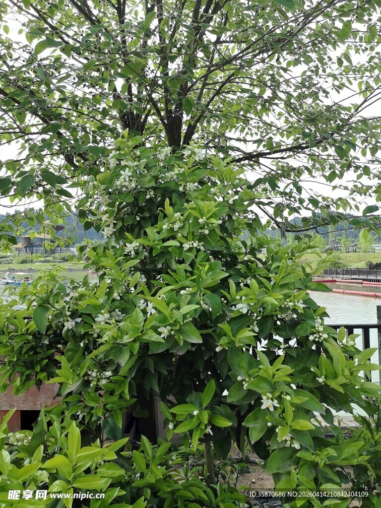 繁茂绿植与背后景致