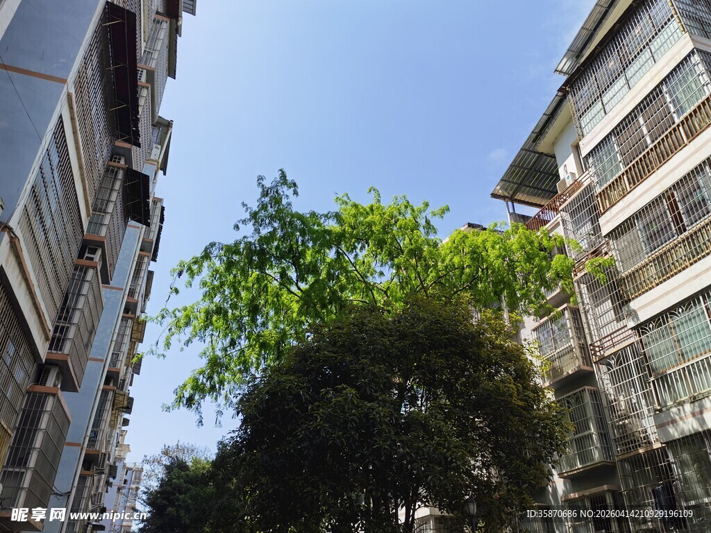 楼间绿树清新住宅区景象