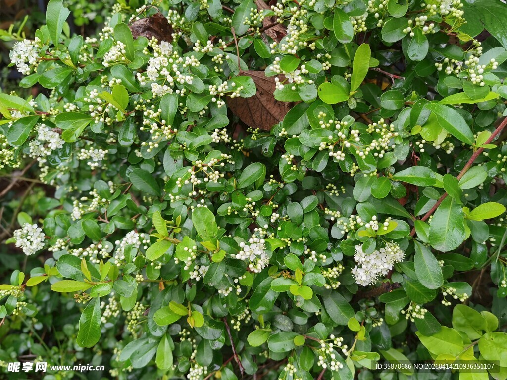 繁茂绿植中的白色花朵