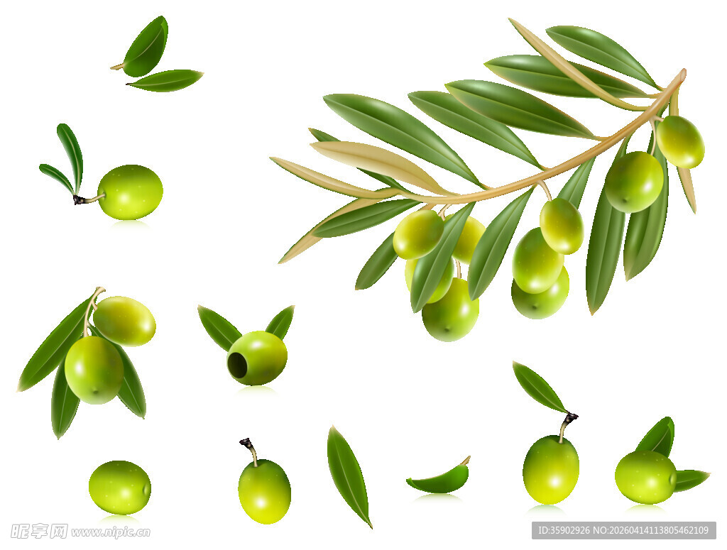 鲜绿橄榄枝与果实特写