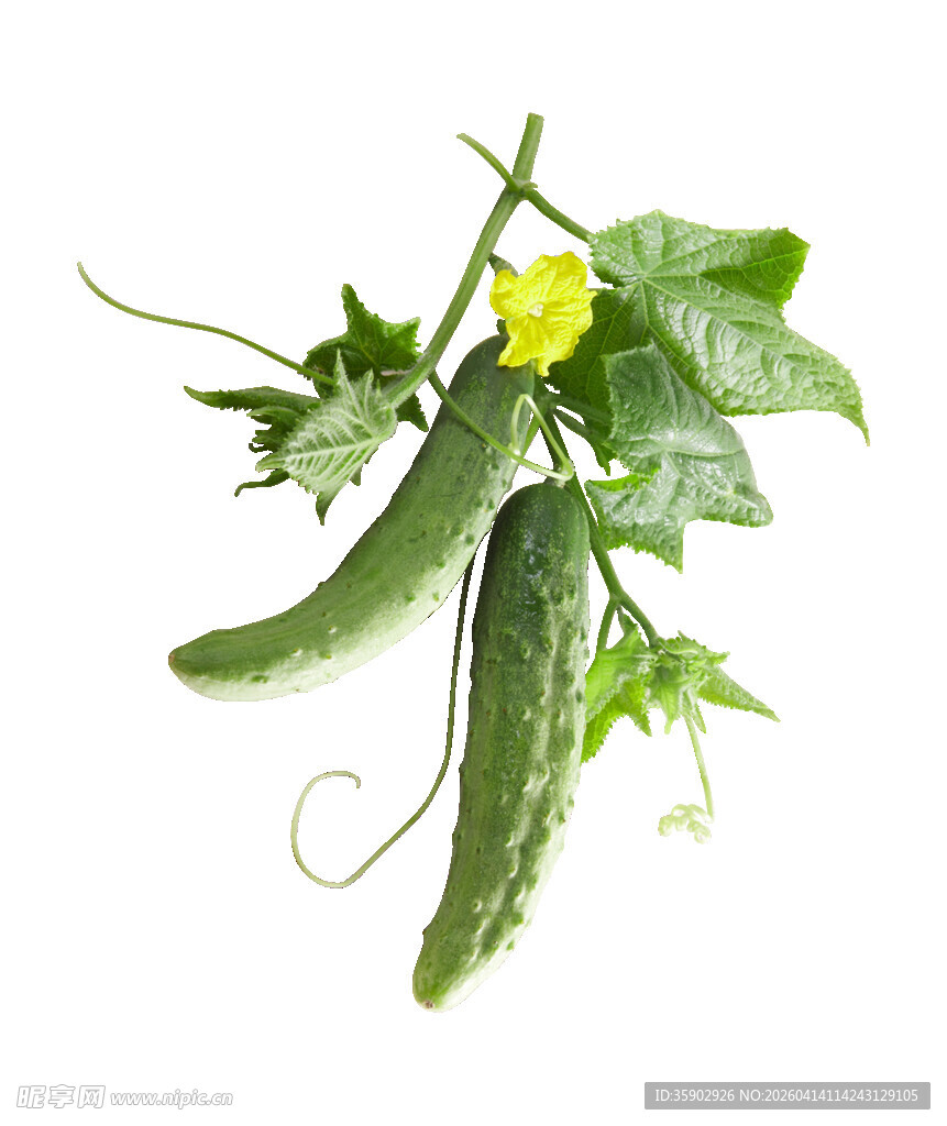 新鲜带花黄瓜及藤蔓
