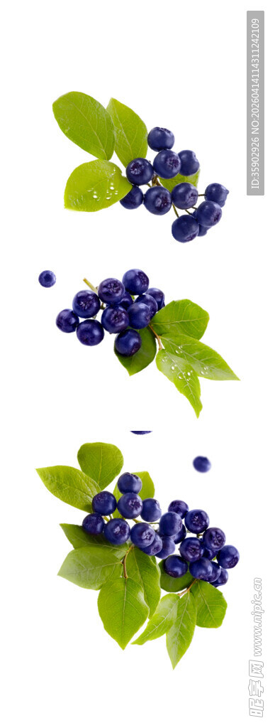 新鲜蓝莓配绿叶