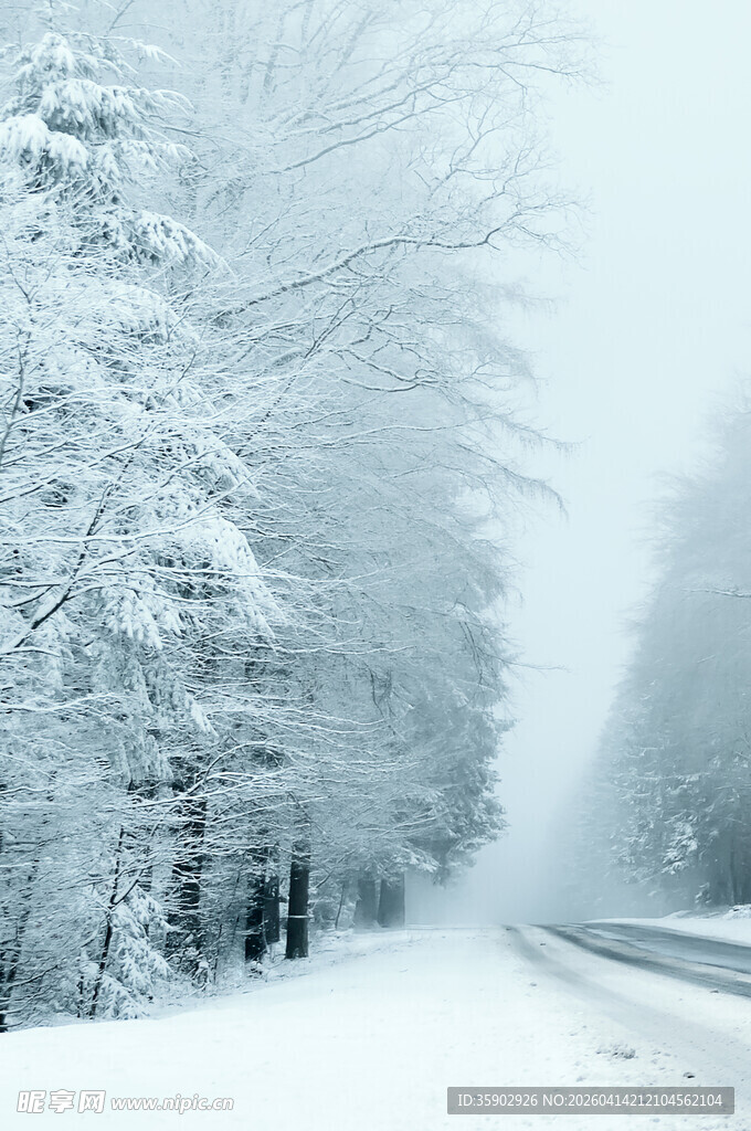 冬日雪覆道路与树木景观