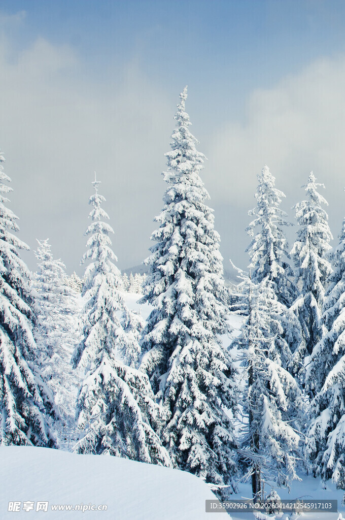 冬日雪覆松林美景