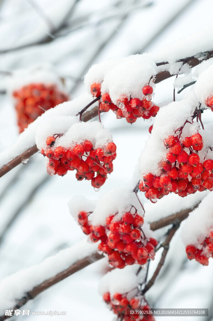 雪覆红果枝头美