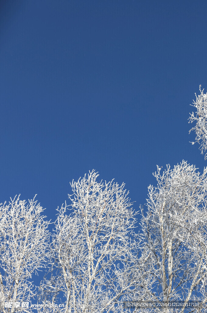 冬日银枝映蓝天