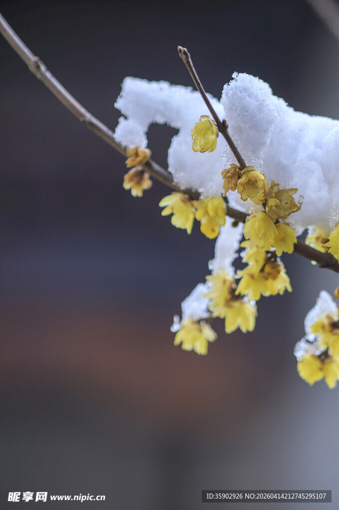 枝头雪覆腊梅绽放