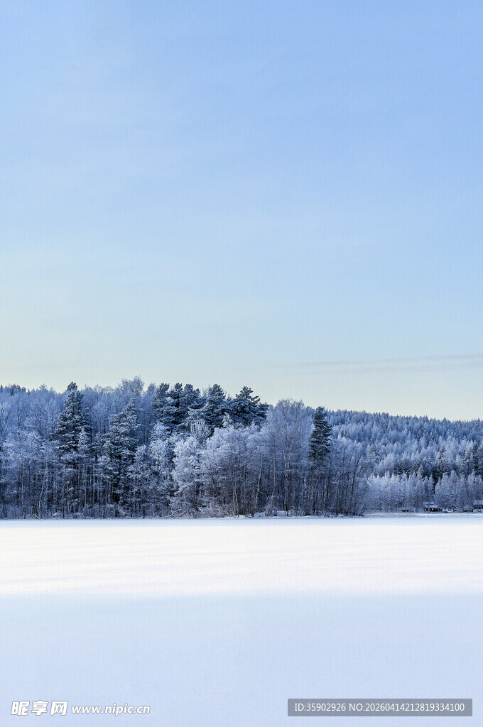 冬日雪覆树林美景