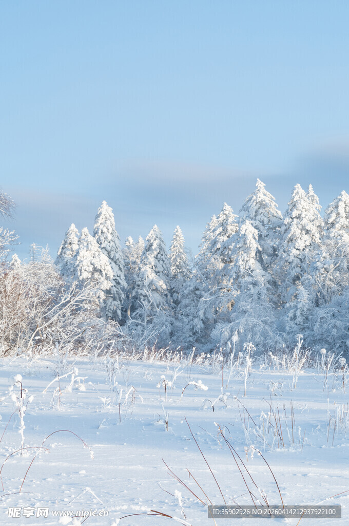 冬日雪景银装素裹的树林