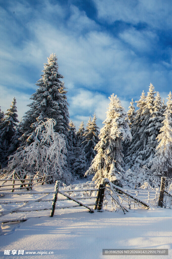 冬日雪覆松林美景