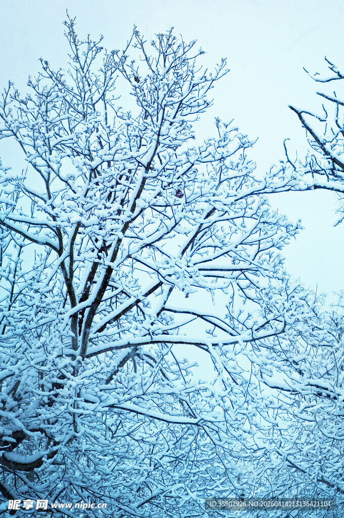 雪覆枝头的冬日美景