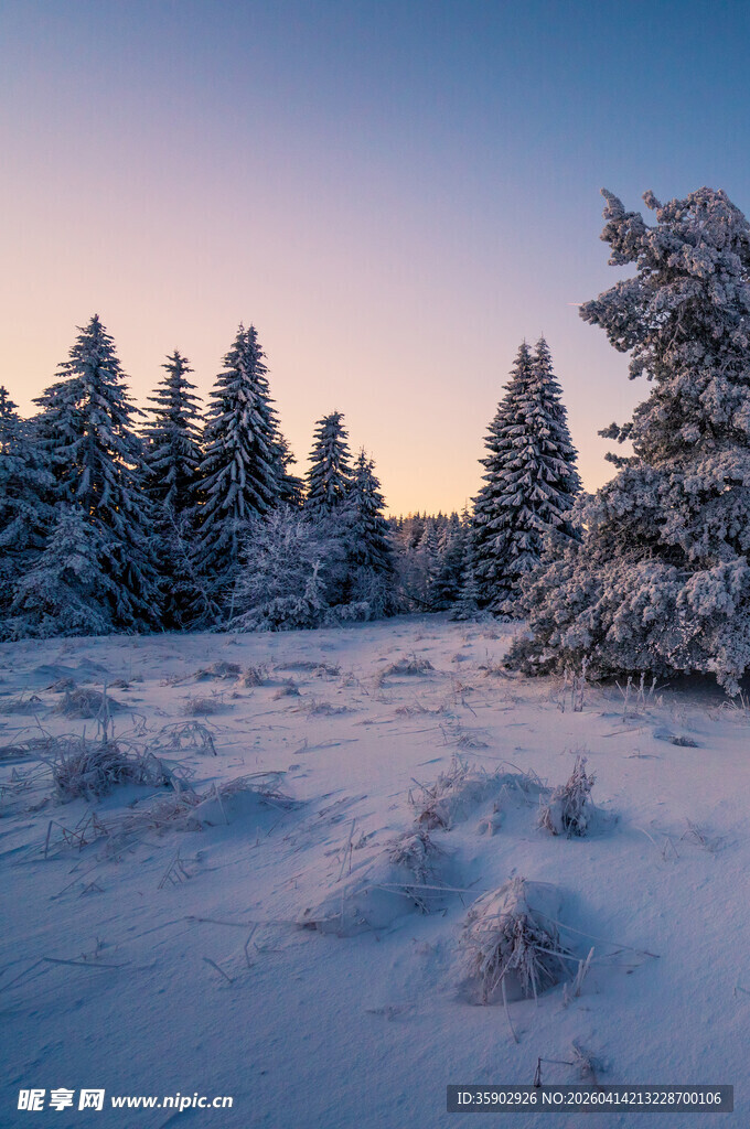 冬日雪林美景