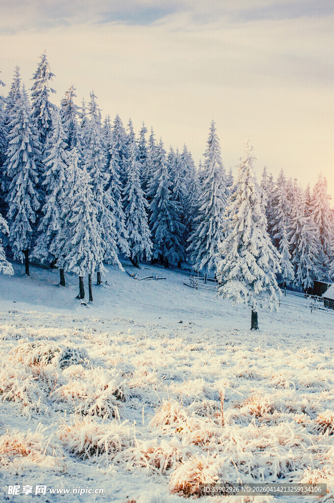 冬日雪覆森林美景