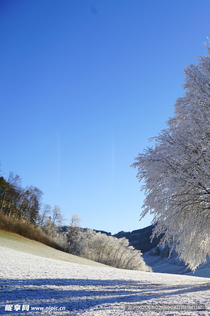 冬日雪覆树木的美丽景致