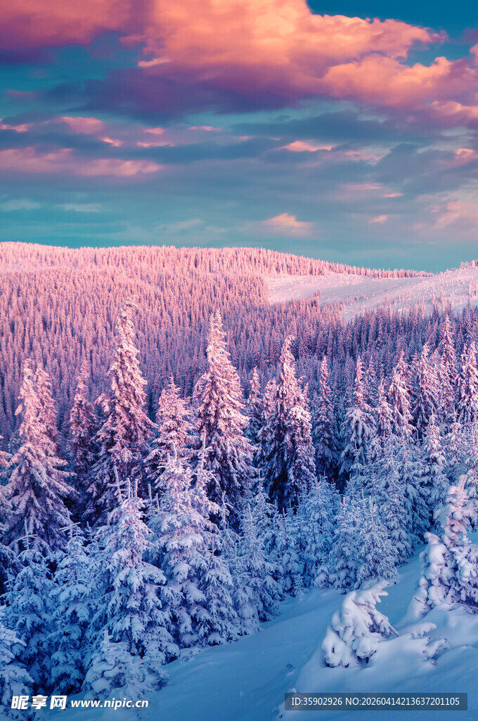 冬日雪林美景