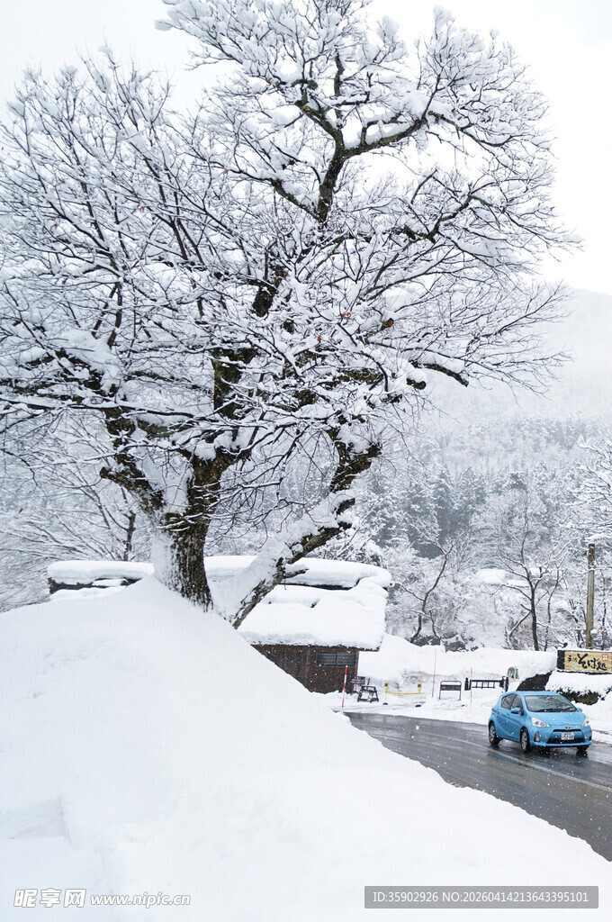 雪覆大树下的冬日街景