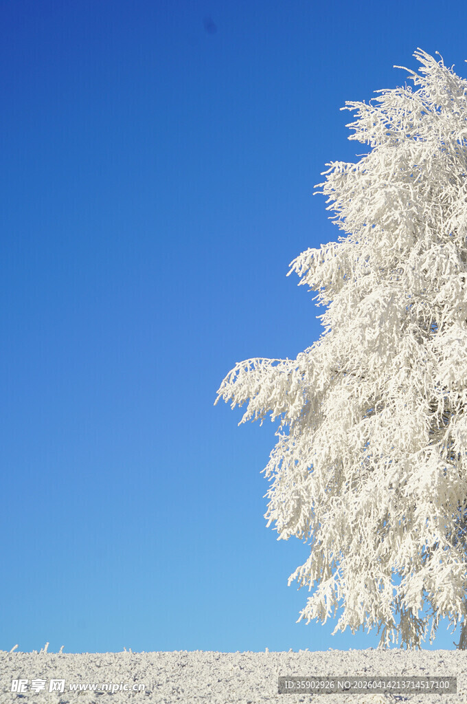 冬日雪覆孤树美景
