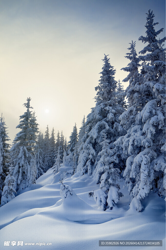 冬日雪林美景
