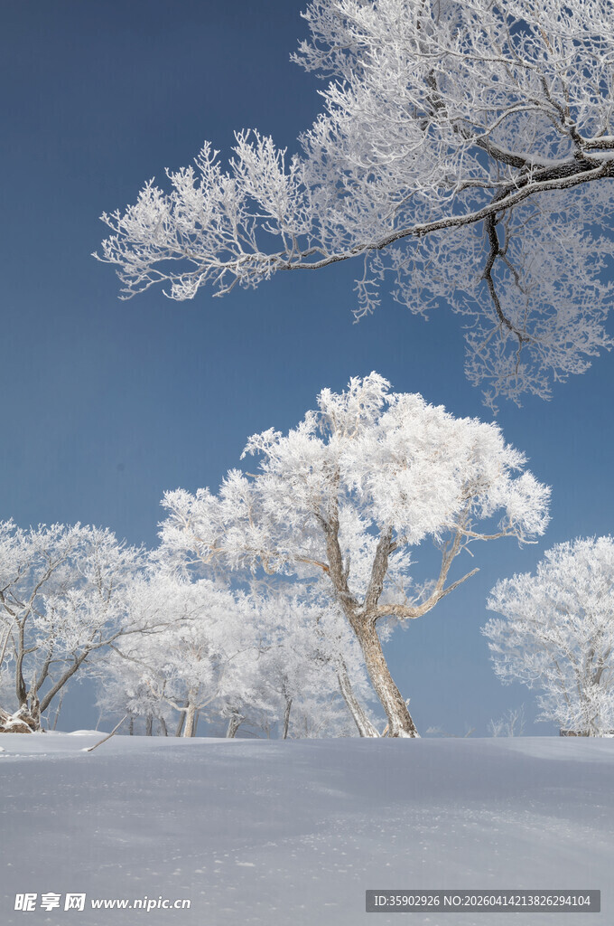 冬日雪景中的银白树木