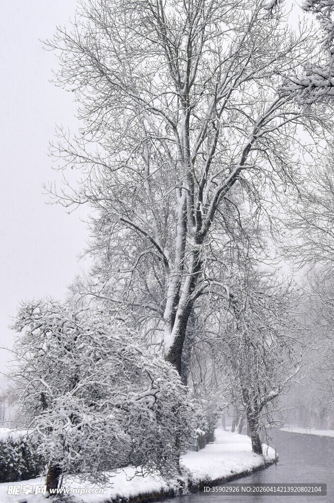 冬日雪景中的河畔树木
