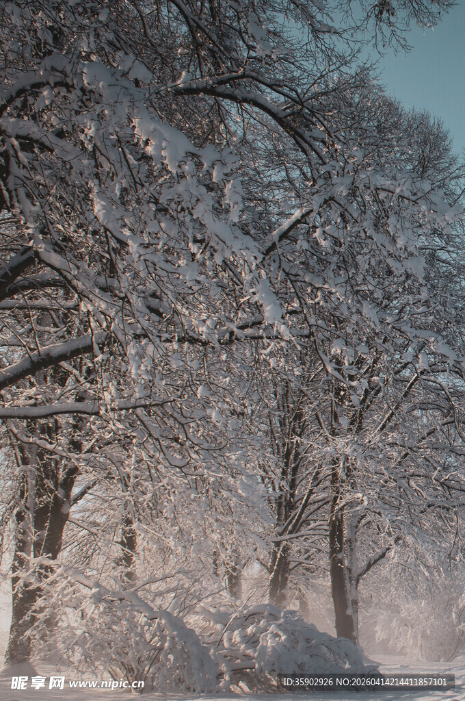 冬日雪覆树林美景