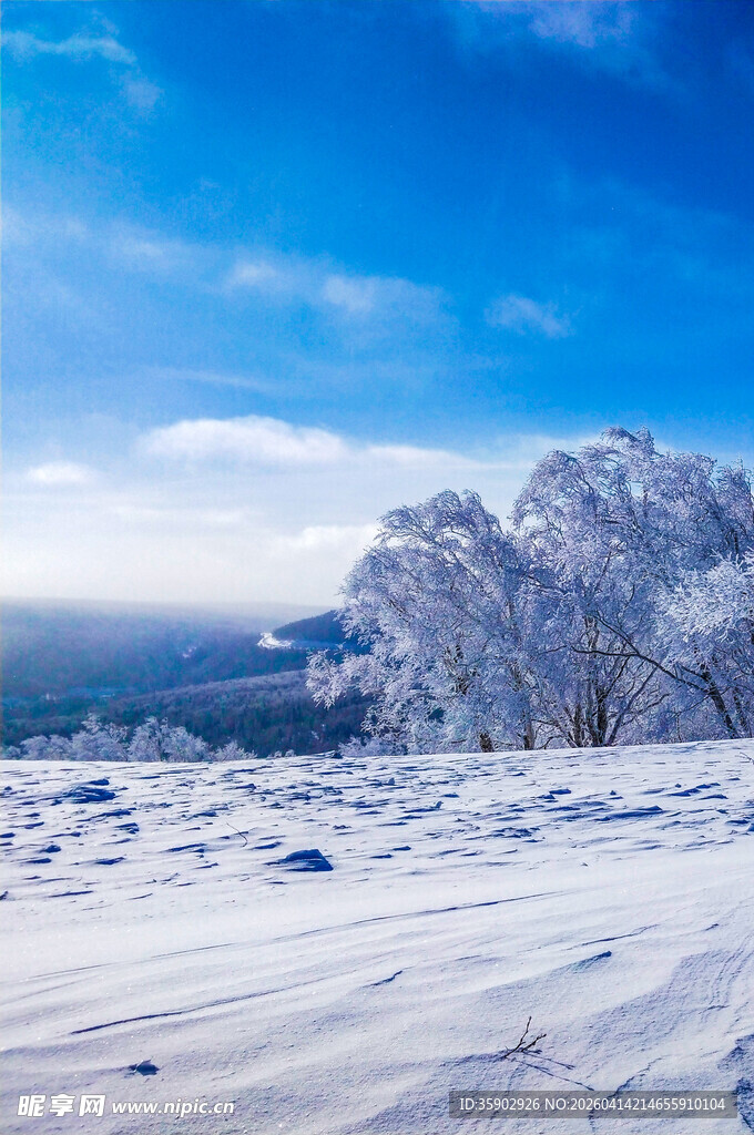 冬日雪景中的银白树木