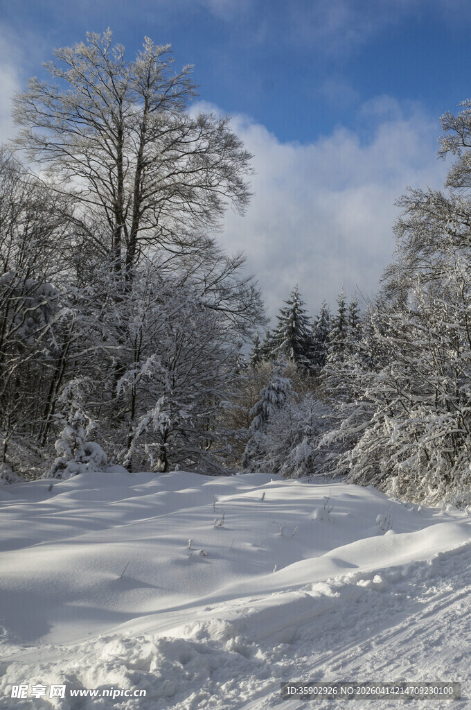 冬日雪景中的静谧林间小道