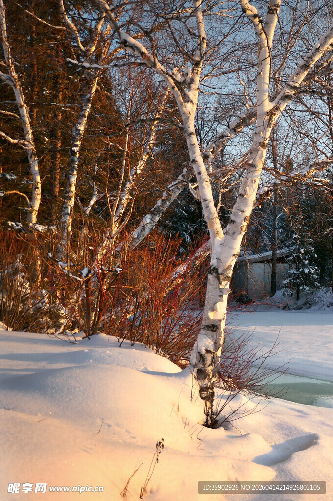冬日雪林风景