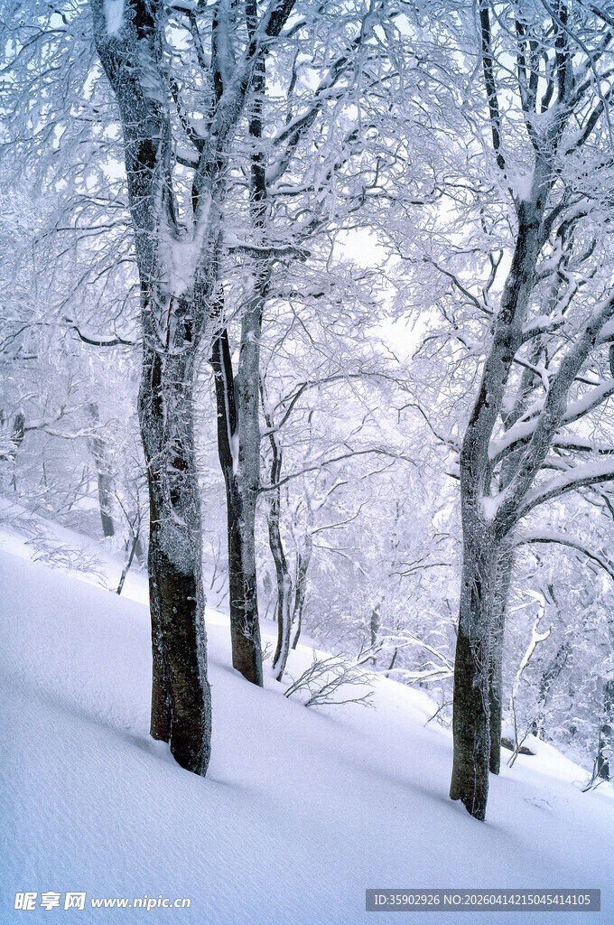 雪覆树林的冬日美景