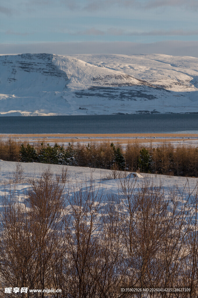 冬日雪野中的萧瑟树林