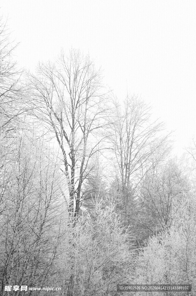 冬日雪覆树林美景