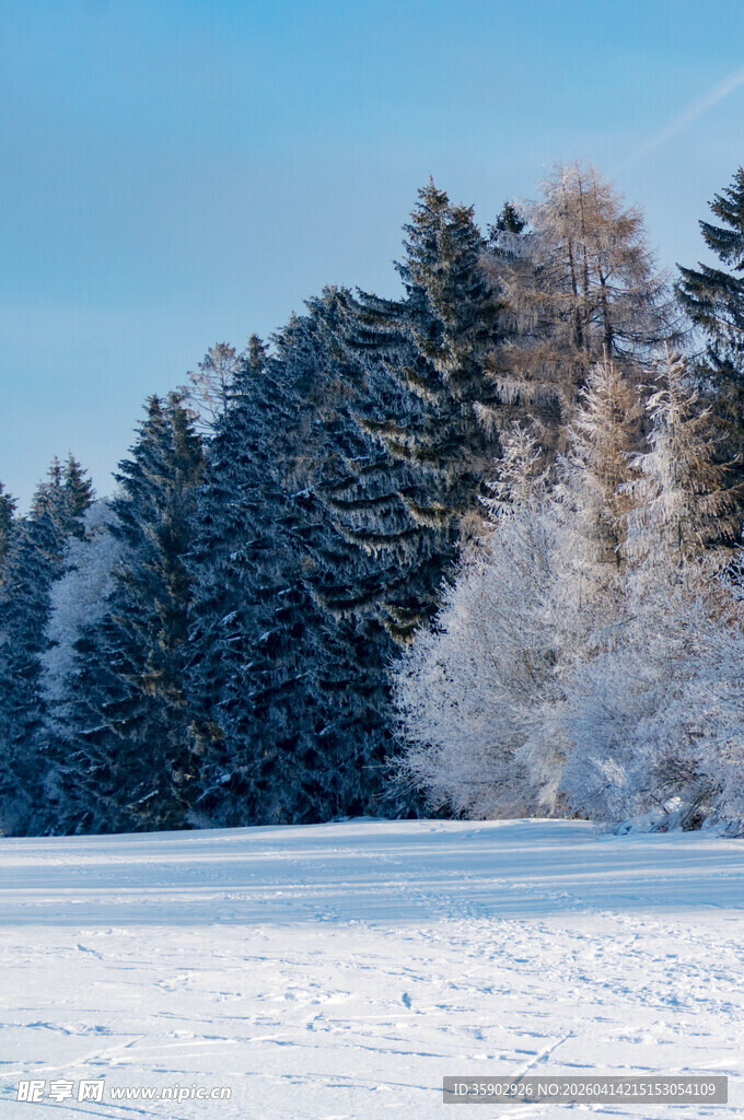 冬日雪林美景