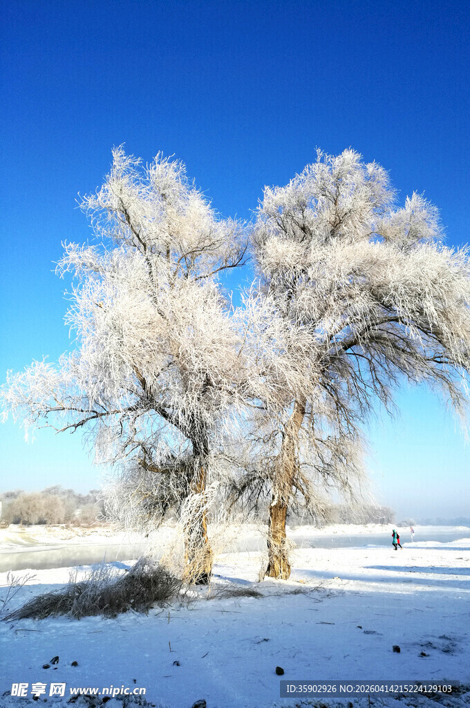 冬日雪覆银树美景
