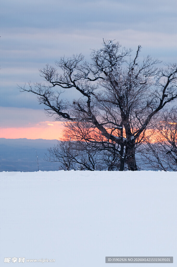 雪野孤树映晚霞
