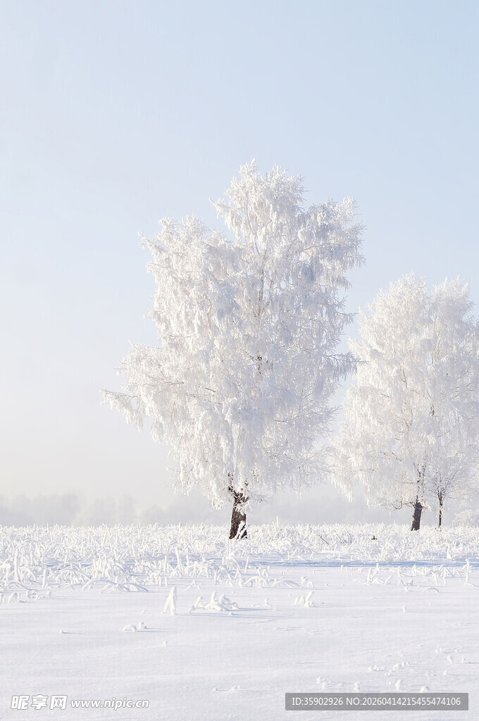 冬日雪景中的玉树银花