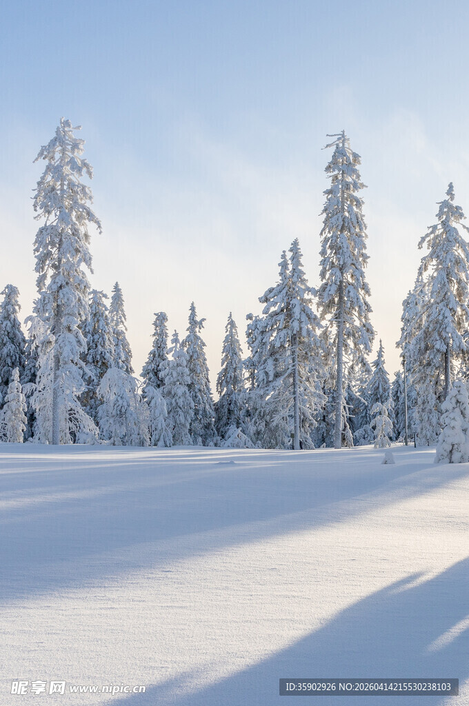 冬日雪景中的挺拔雪林