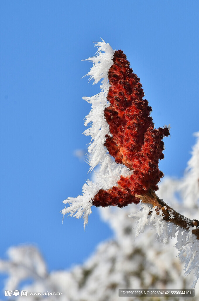 霜覆红果枝头美