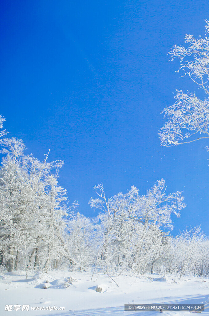 冬日雪景银装素裹的树林