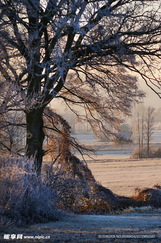 冬日晨景中的树木与旷野
