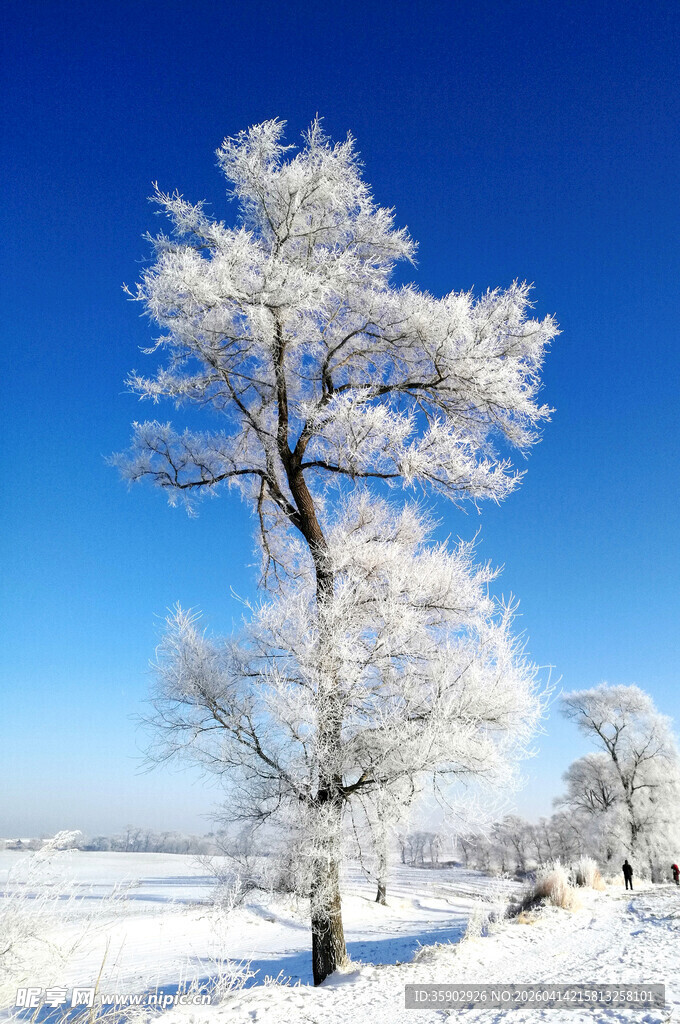 冬日雪覆孤树美景