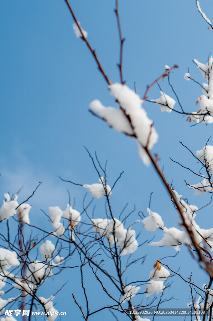 枝头覆雪映蓝天
