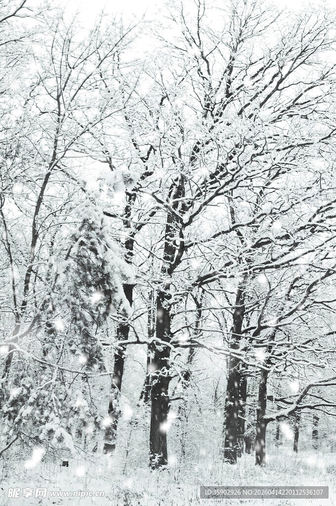 雪覆树林冬日美景