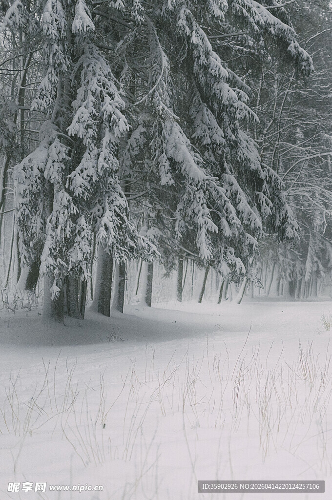 雪覆松林的冬日静谧景象