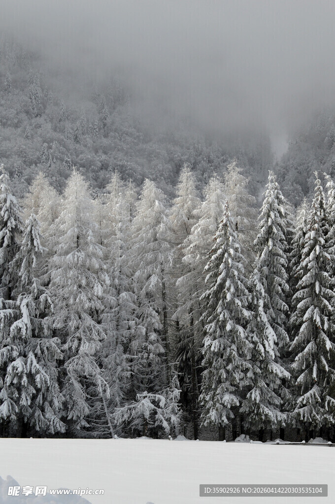 冬日雪覆森林美景