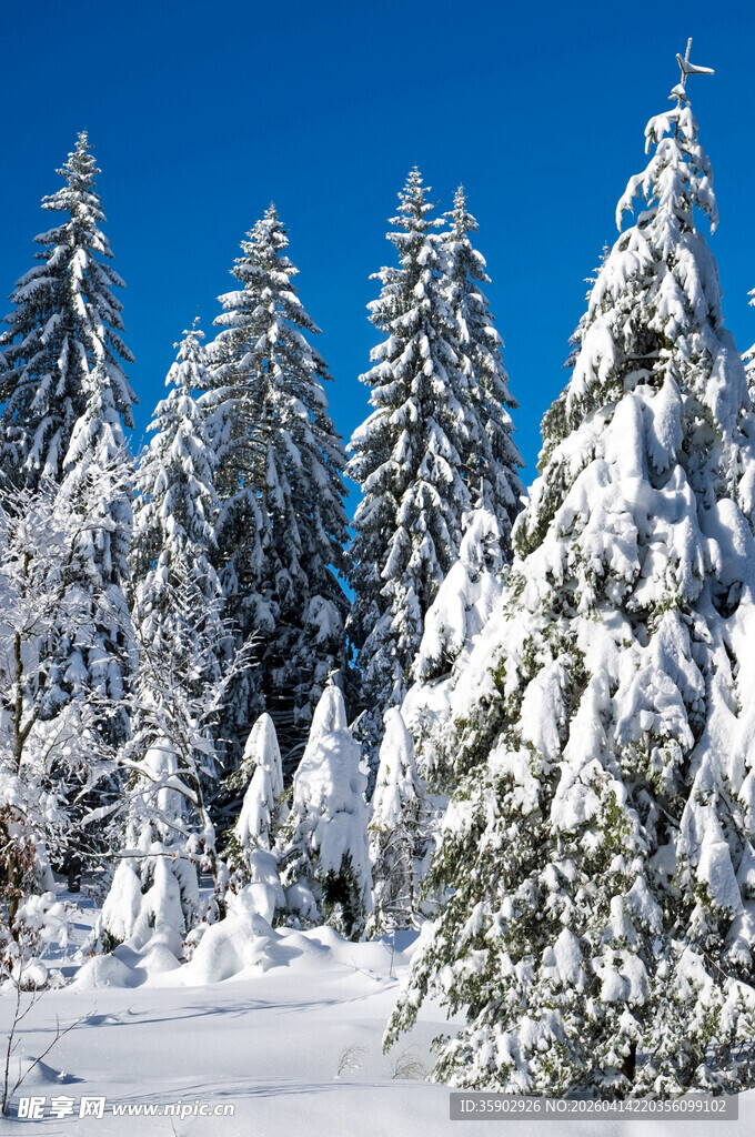 雪覆松林美景