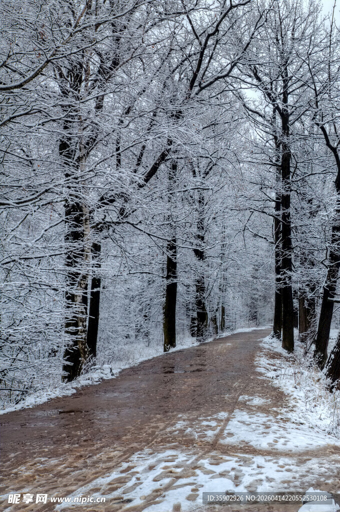 雪覆林间路